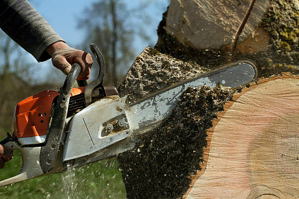 Best Stump Grinding Near Me  in Saratoga, CA